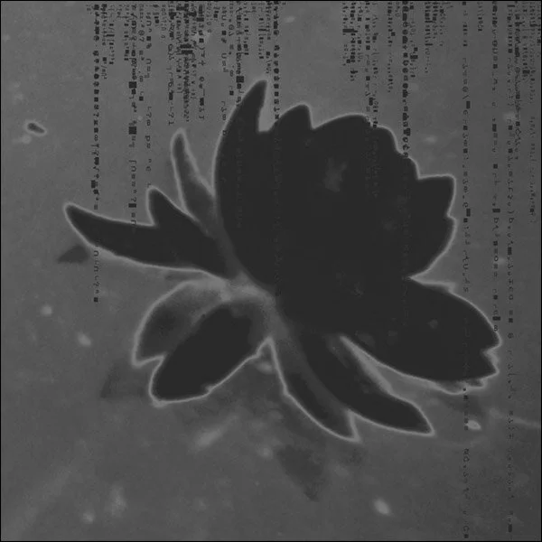 Black Water Lily : altered photograph, pigment ink on archival paper : 33”h x 33”w framed and glazed with Museum Glass, (24”h x 24”w print size) : edition of 10 : $700 : by Lynda Cole