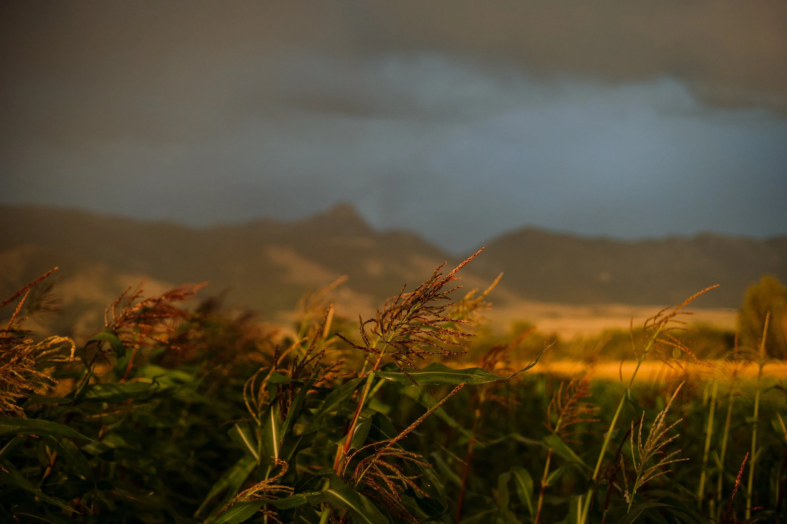 August 2019 Springhill-0169.jpg