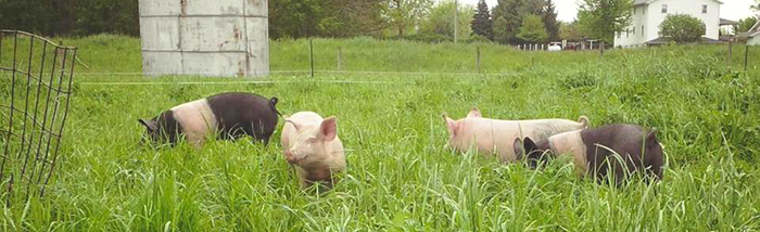 pastured-pork-northern-indiana.jpg