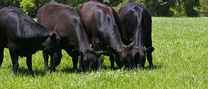 grass-fed-beef-quality-standards.jpg