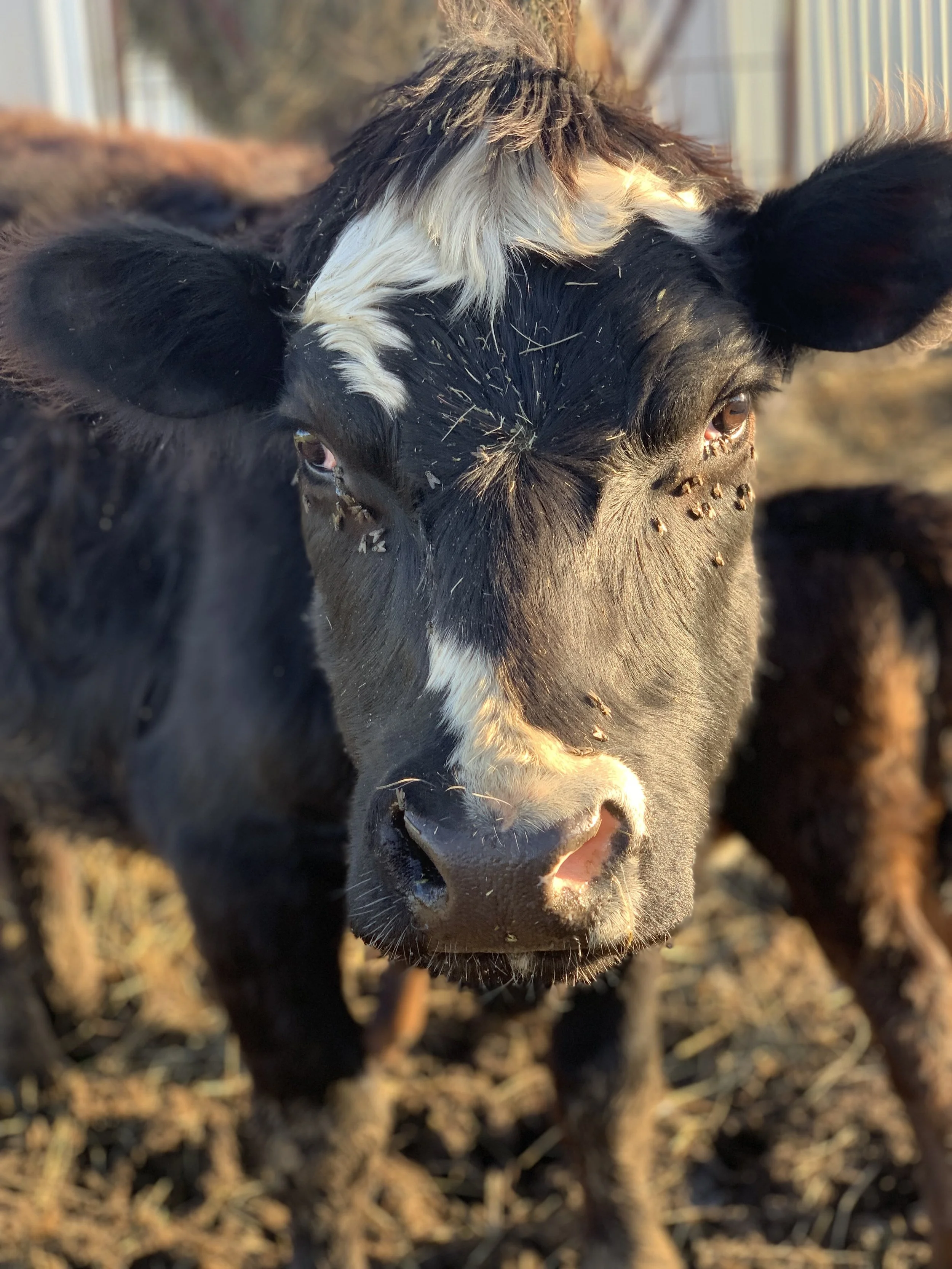 The Vexatious Nature of Cattle