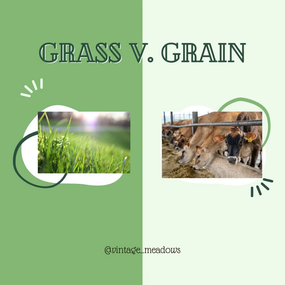 Grassfed vs. Grainfed Beef: What's the Big Deal?