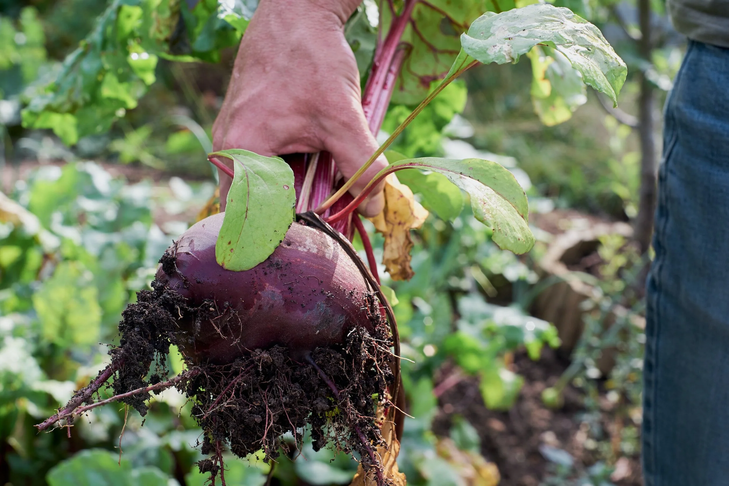 The Journey of a Red Beet