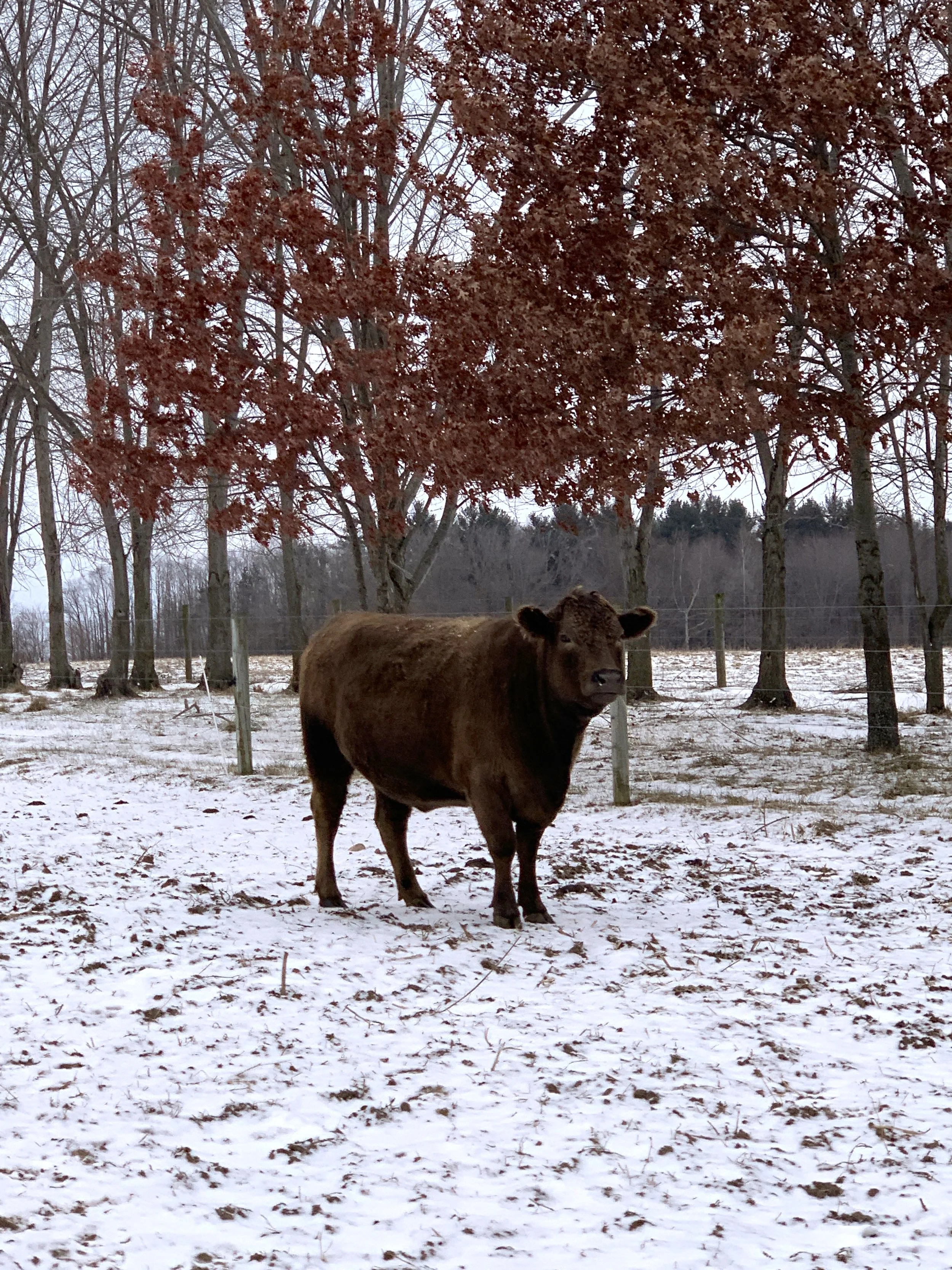 Thriving Livestock in Subzero Temps