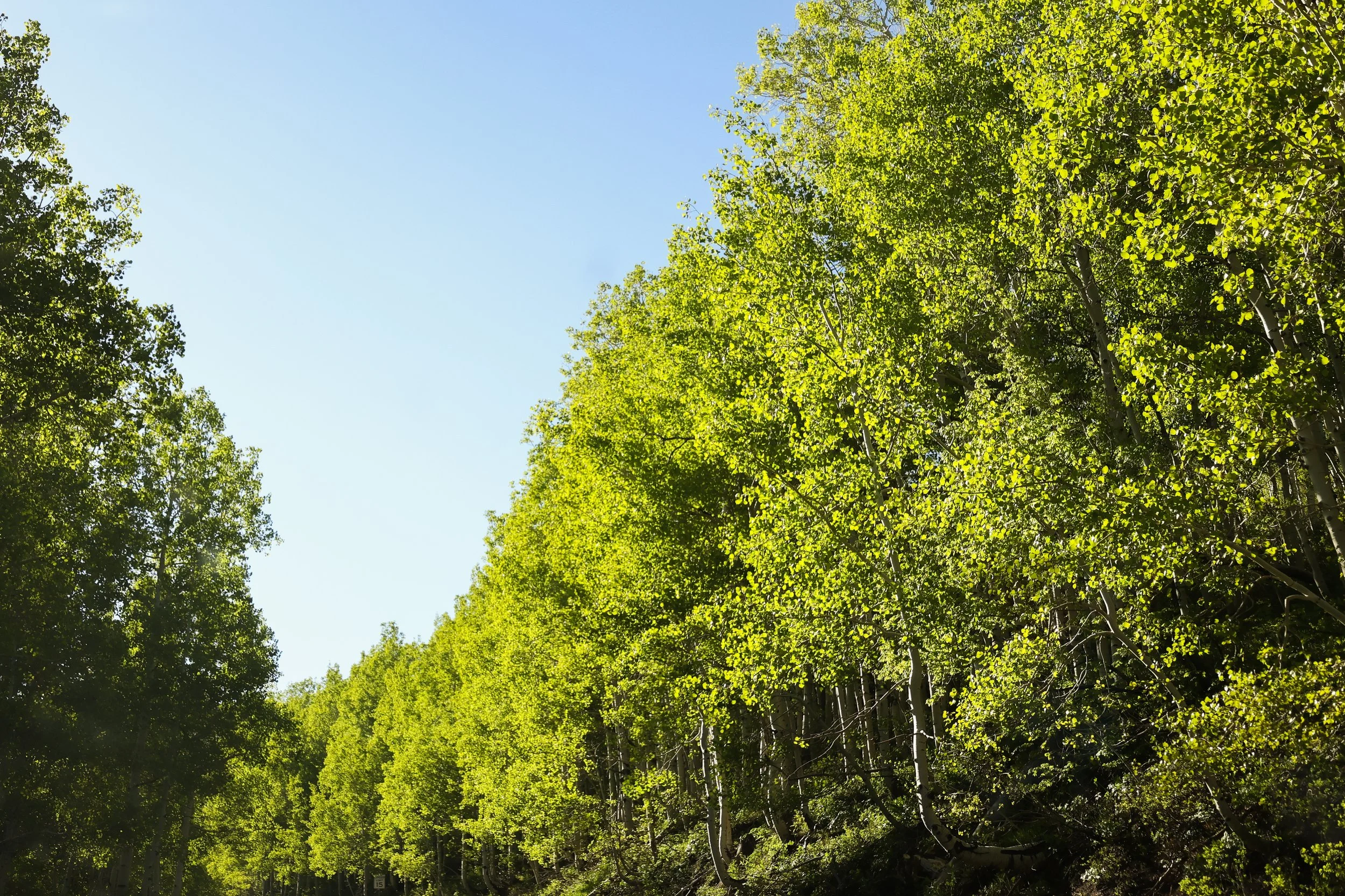 Because of the Way it is