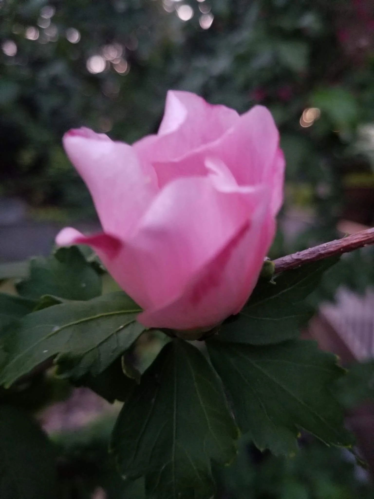 Image-4.png