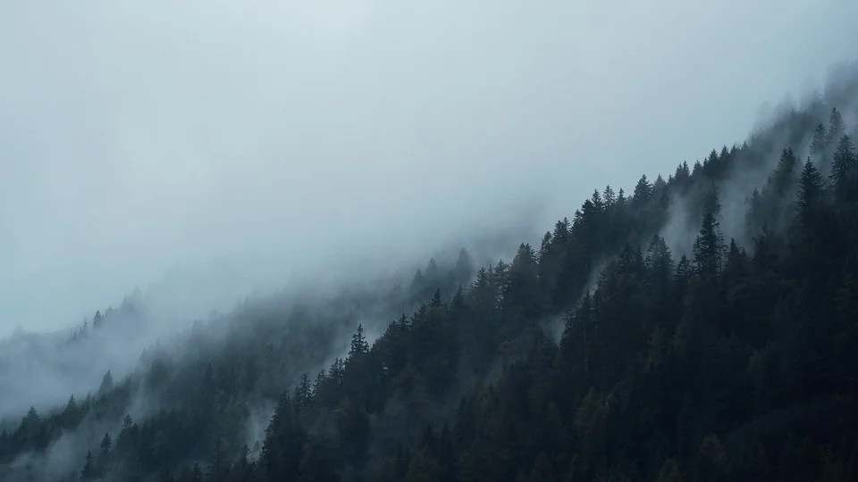 Dark-Conifers-Fir-Trees-Fog-Foggy-Hazy-Forest-1836582.jpg