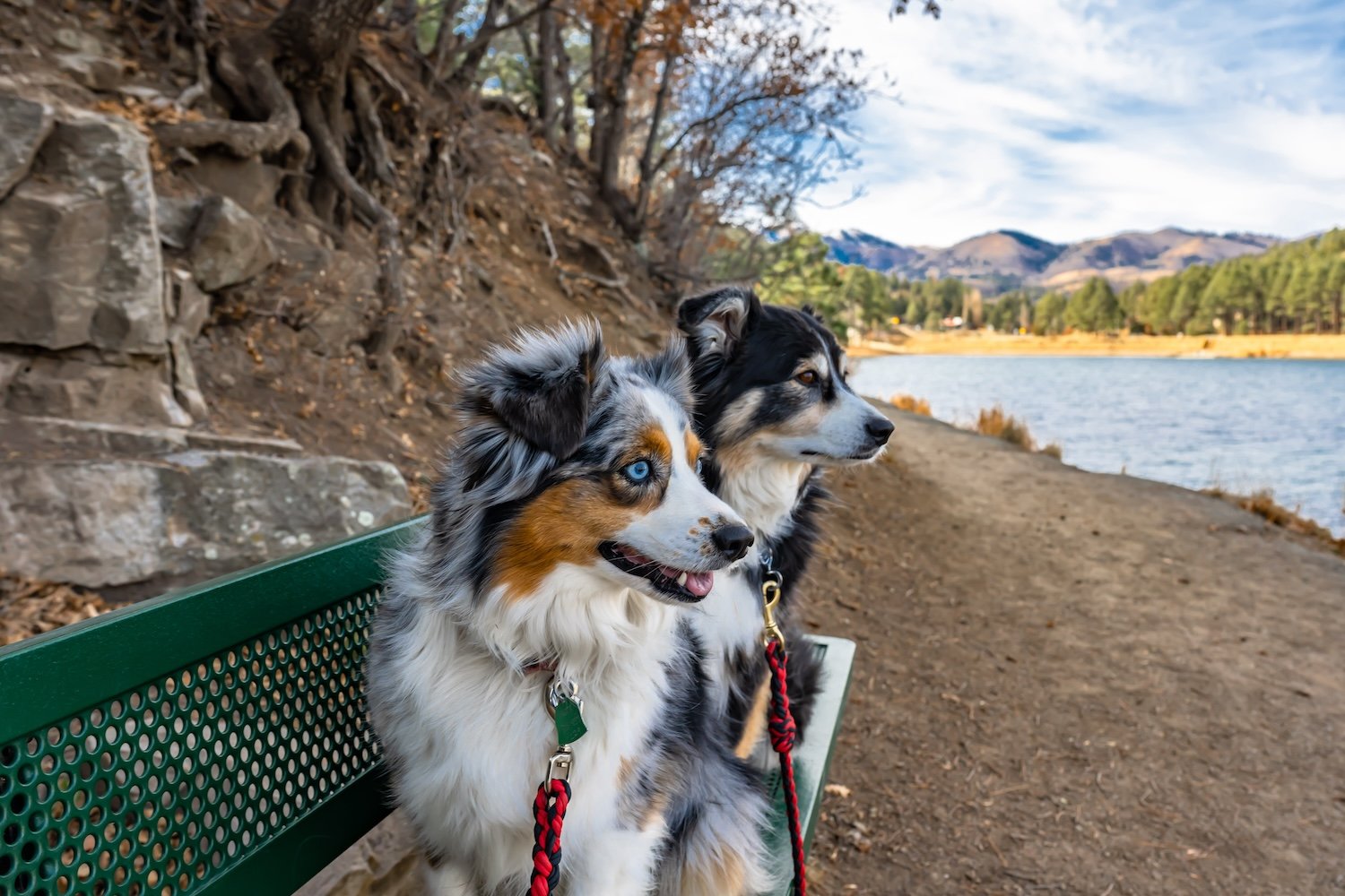 Pet Friendly Ruidoso Mark Stambaugh Z72_8481.jpg