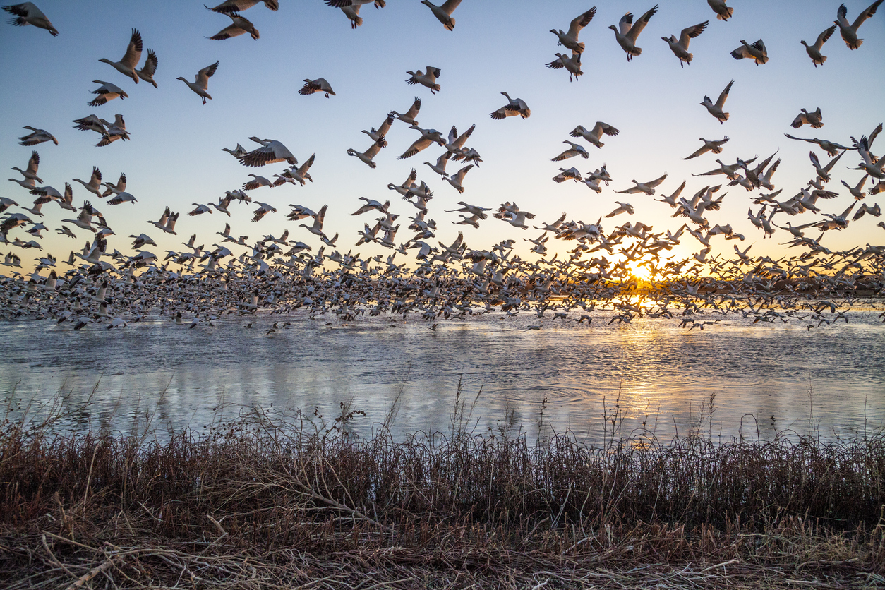 Bosque del Apache National Wildlife Refuge