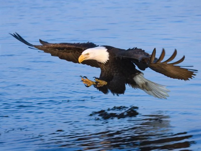 IN THE PRESS: Bald Eagles Winter in Lincoln County