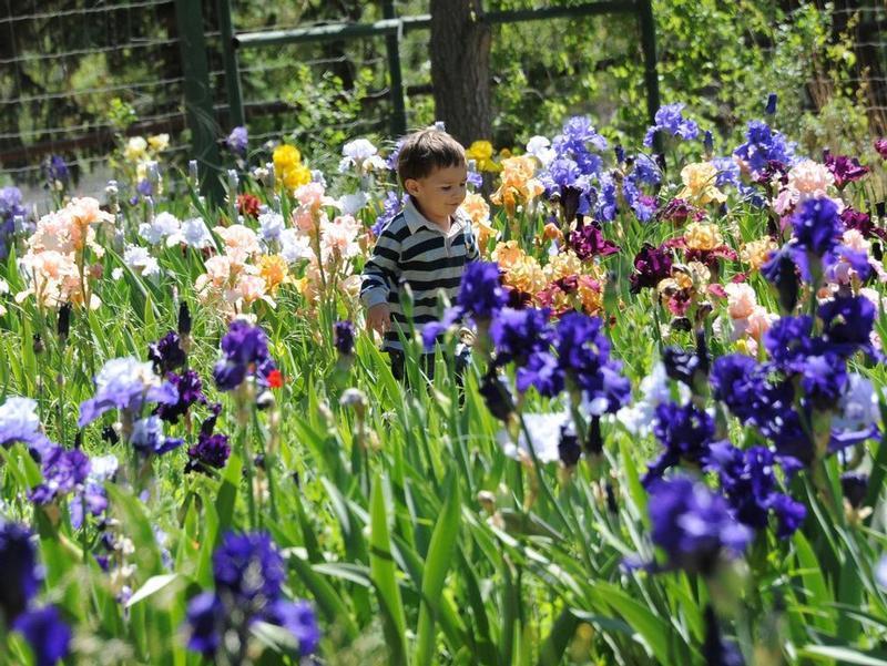 Kids love the Hondo Iris Farm