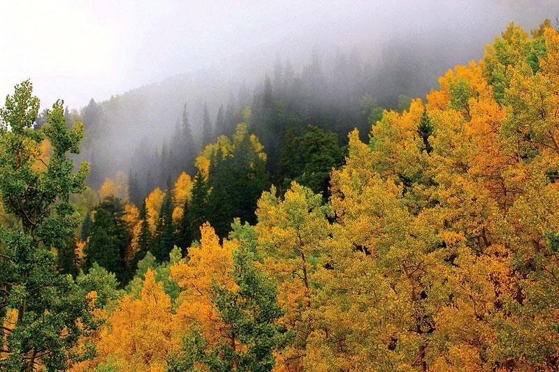 Lincoln National Forest — DiscoverRUIDOSO.com | Official Tourism ...