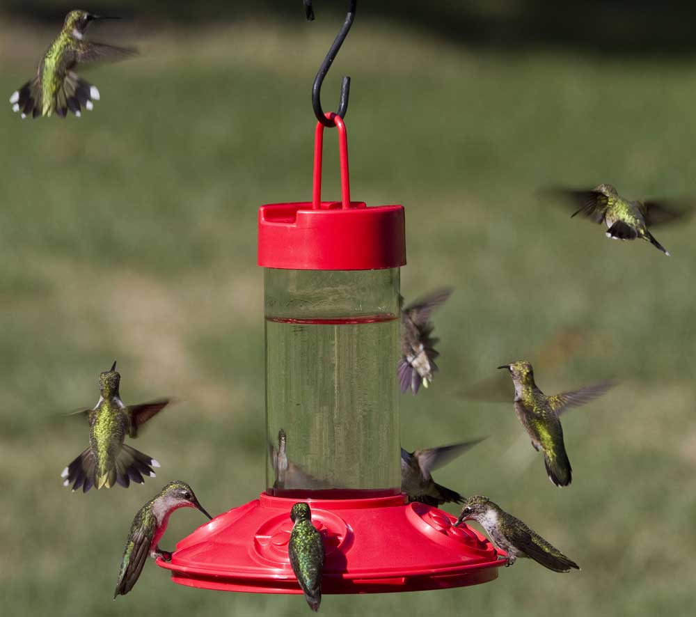 PHOTO: Hummingbirds