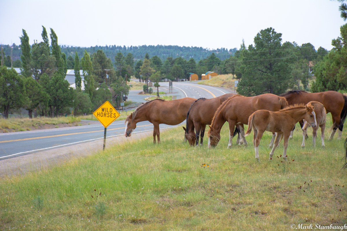 PHOTO: Wild Horses