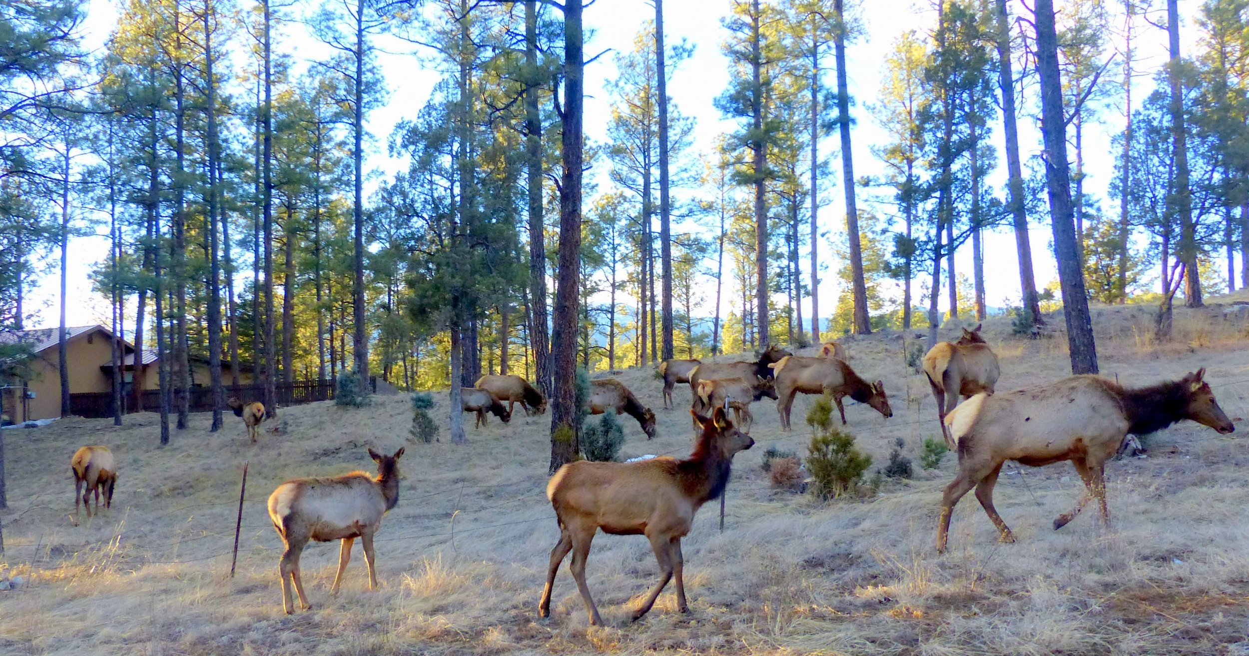 PHOTO: Ruidoso Elk Herd