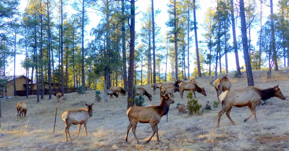 PHOTO: Ruidoso Elk Herd