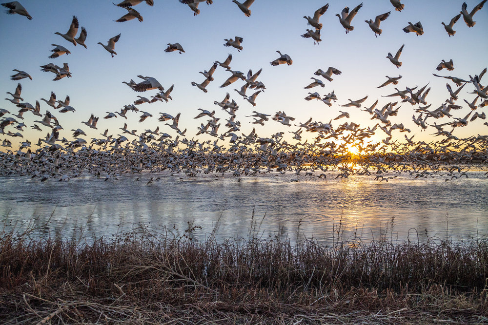Snow geese in flight at Bosque del Apache National Wildlife Refuge