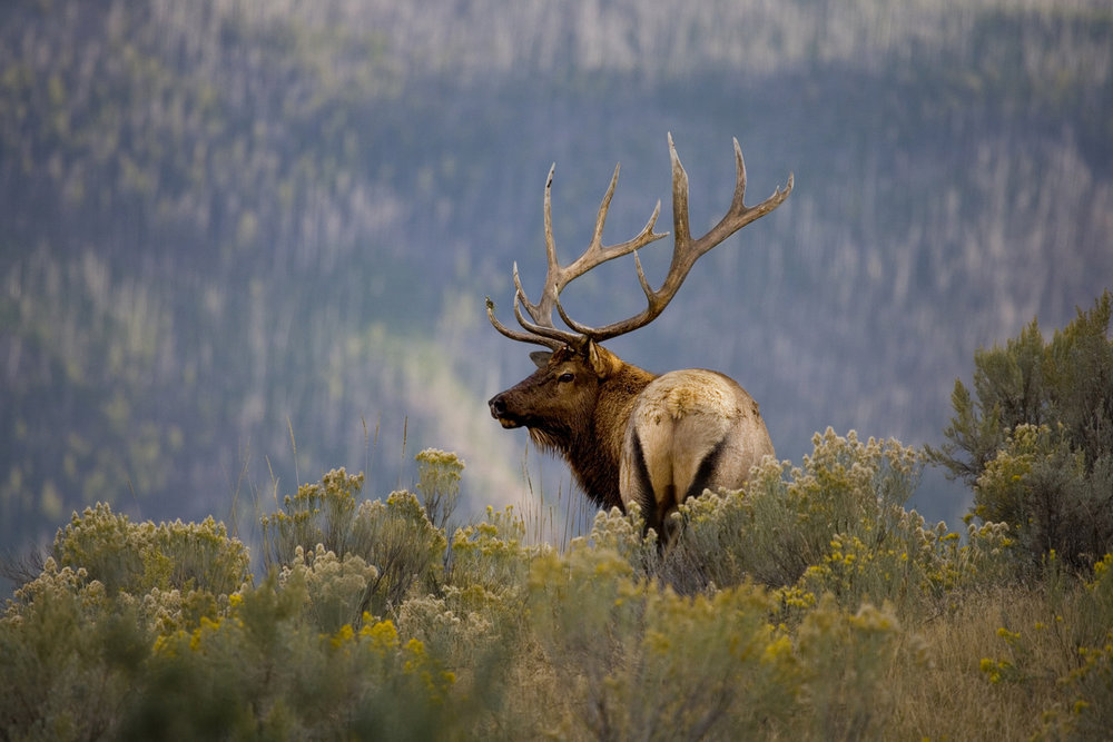 PHOTO: Bull Elk