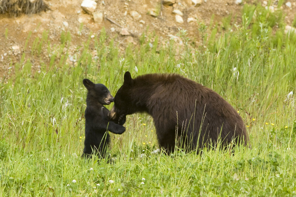 PHOTO: Black Bear with Cub