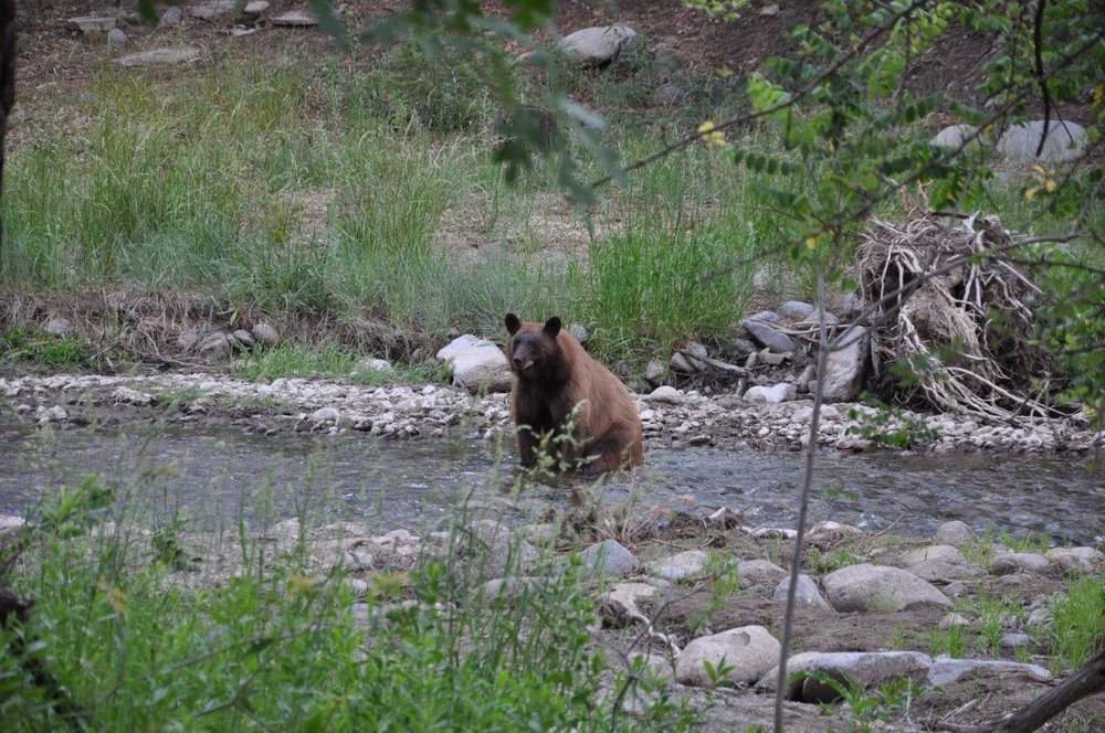 PHOTO: Bear in river