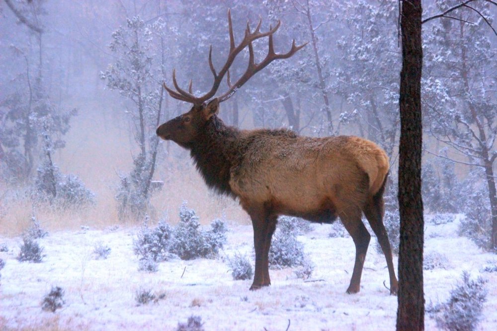 PHOTO: Bull elk in winter snow