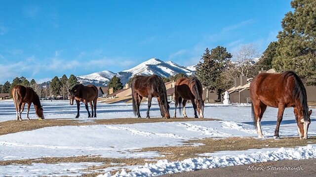 PHOTO: Wild Horses