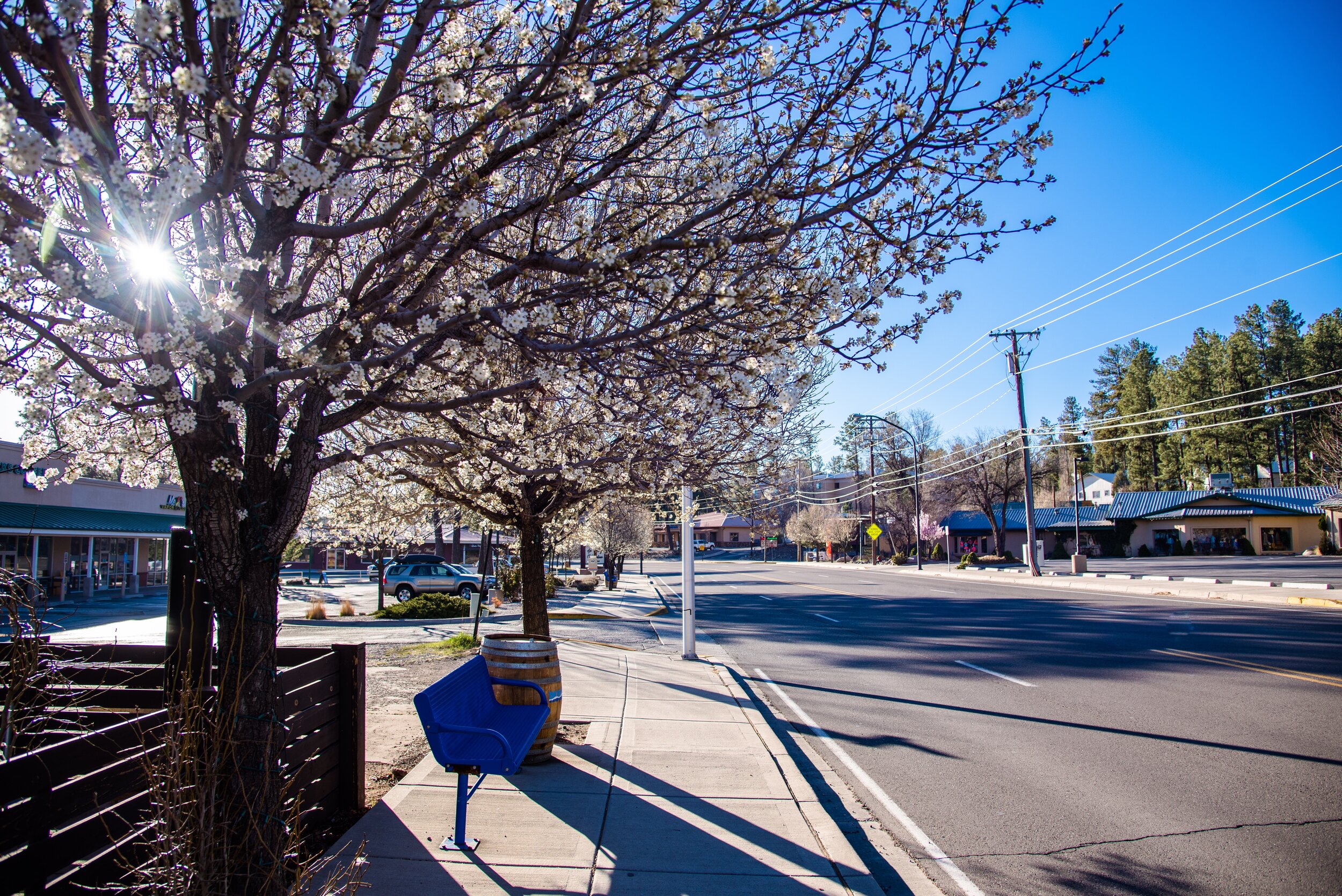 PHOTO: Spring blossoms in Midtown Ruidoso by Mark Stambaugh