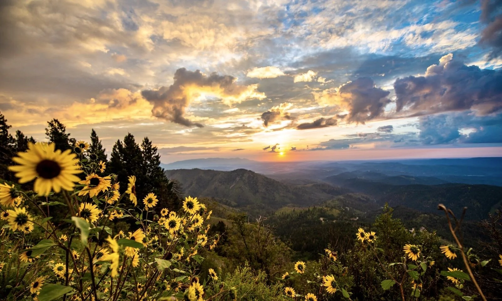 Ruidoso Summer Sunflowers Mountain Sunset.JPG