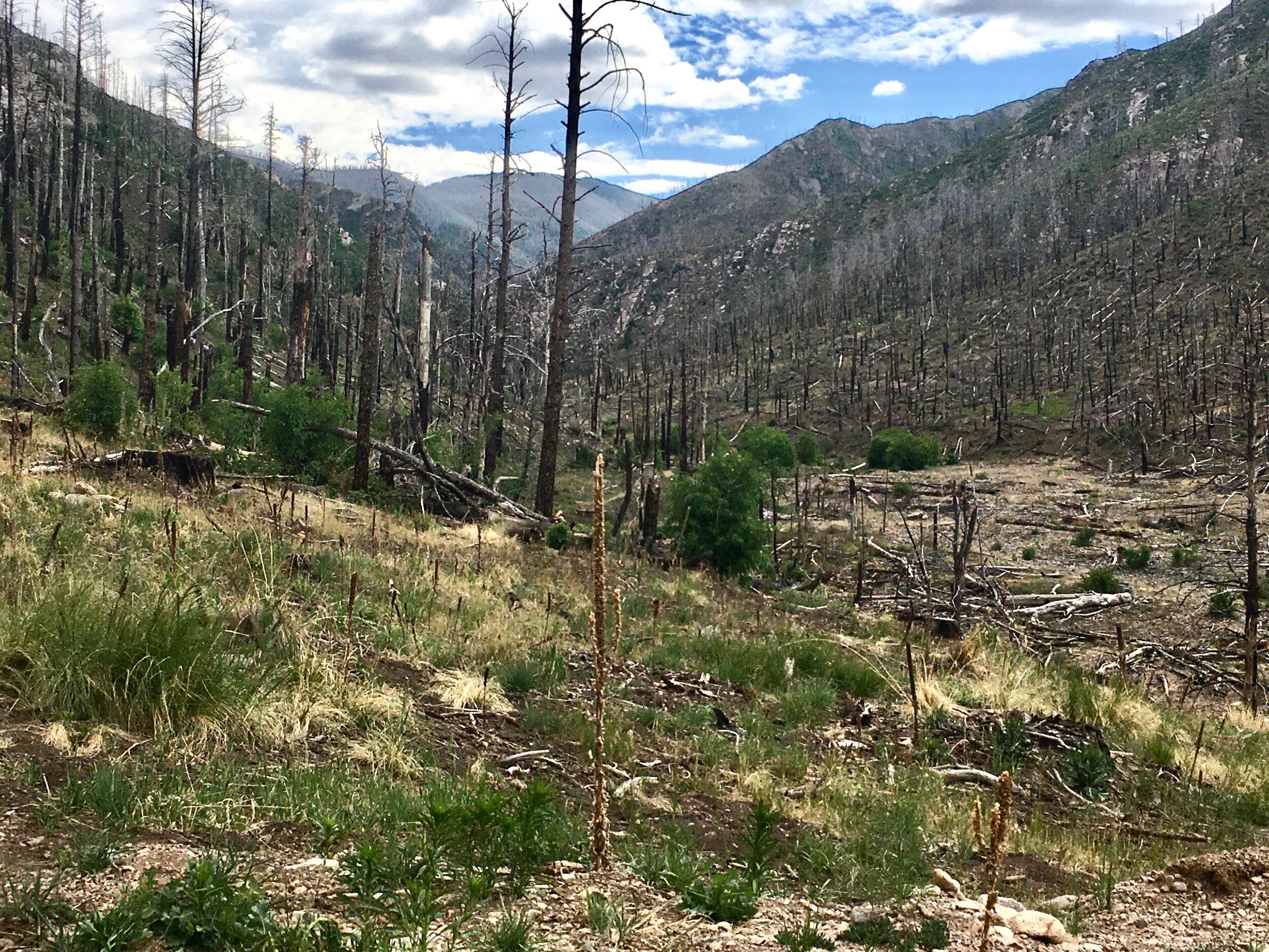  View from Southfork looking into the White Mountain Wilderness after the Little Bear Fire in 2012. The Little Bear Fire was started by lightning and burned over part of the Southfork Campground. 