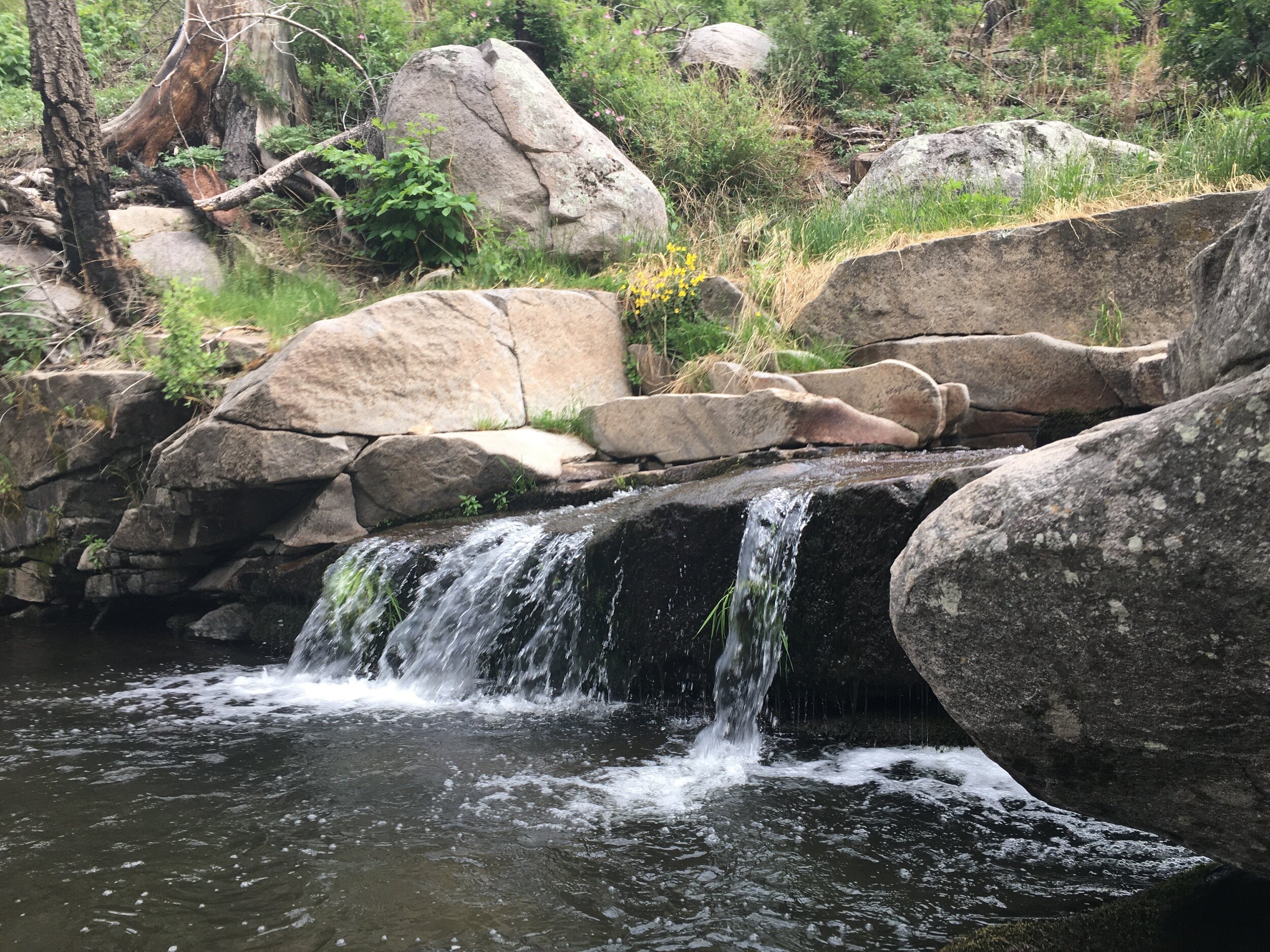  Over 1,000 shrubs and trees were planted in the riparian area (aka wetland) above the campground to help stabilize the stream banks. 