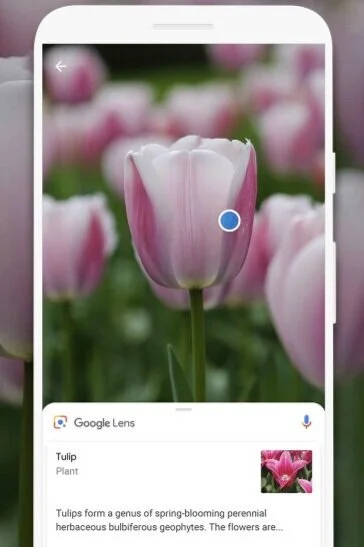 using-google-lens-in-nature.jpg