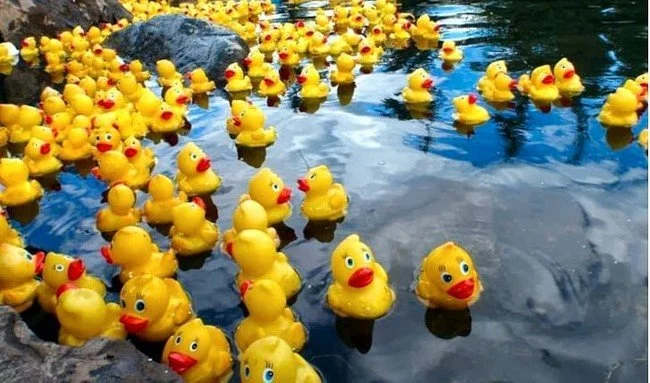 Rotary Club of Ruidoso Duck Race
