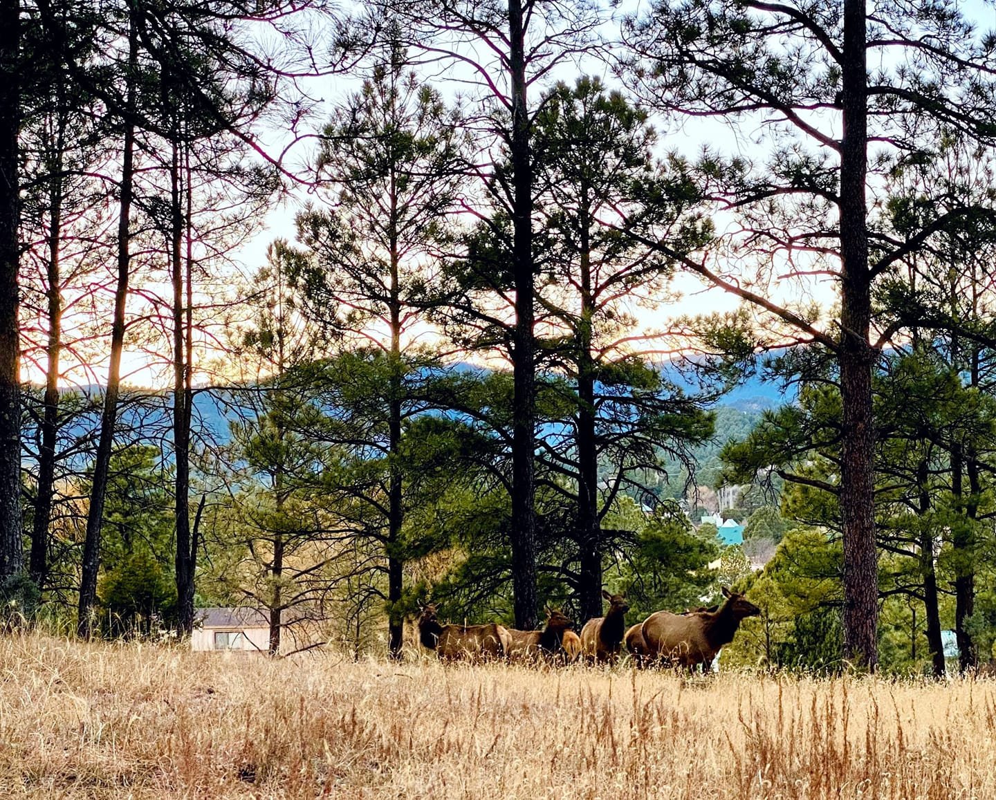 Elk Herd, Ruidoso