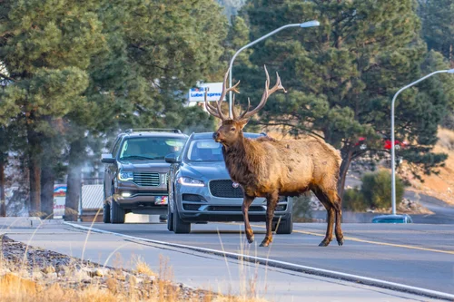 Where to see wildlife in Ruidoso — DiscoverRUIDOSO.com | Official ...