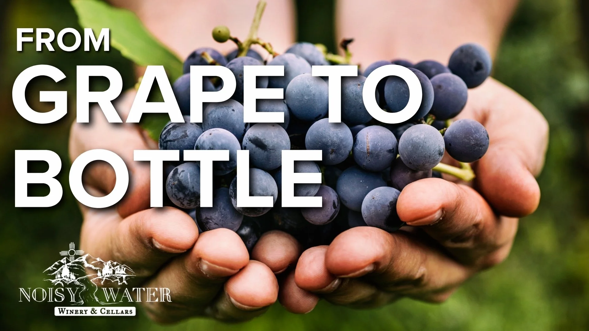 Grape to Bottle: A Journey in Every Glass at Noisy Water Winery