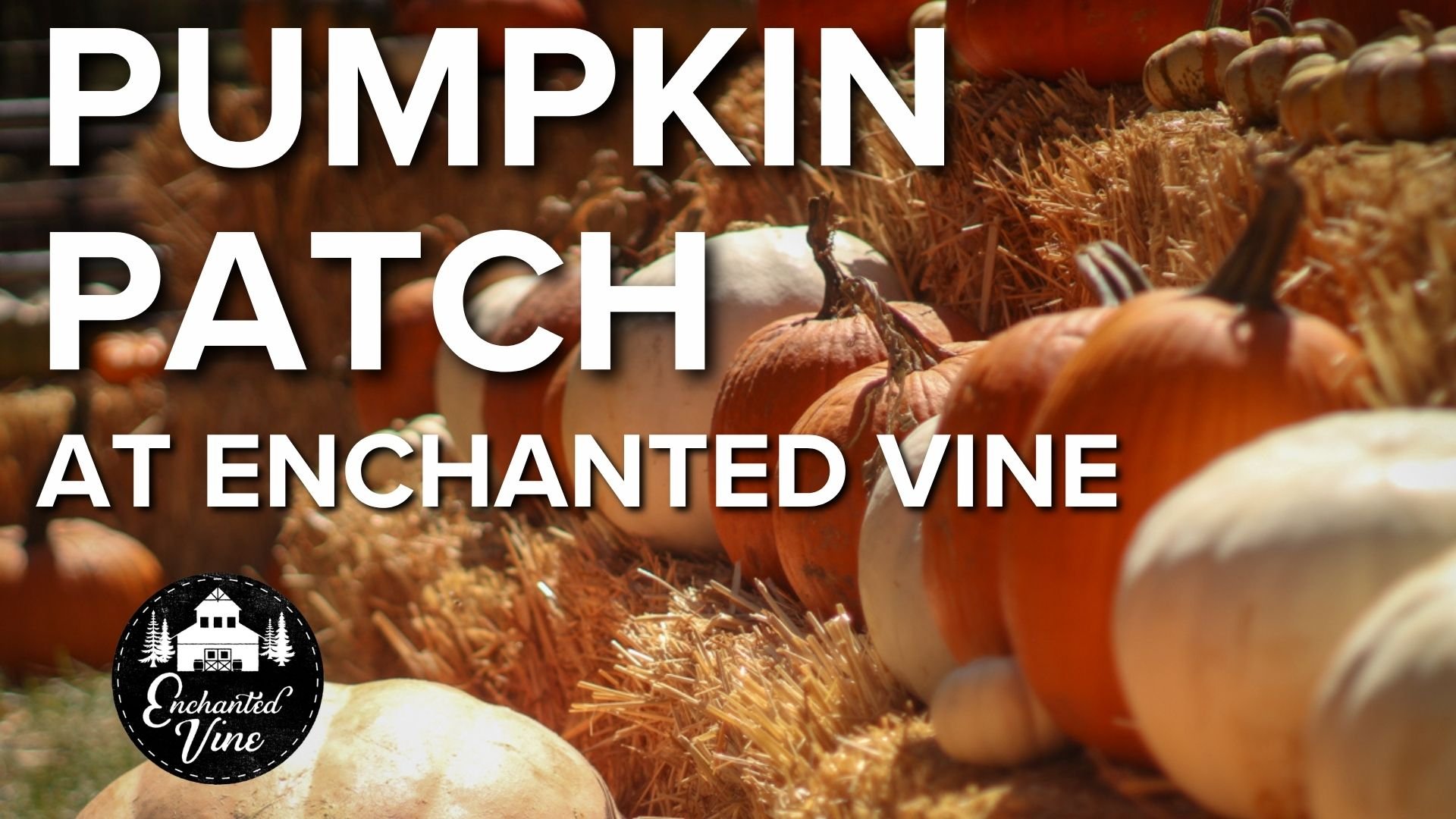 Pumpkin Patch at Enchanted Vine 