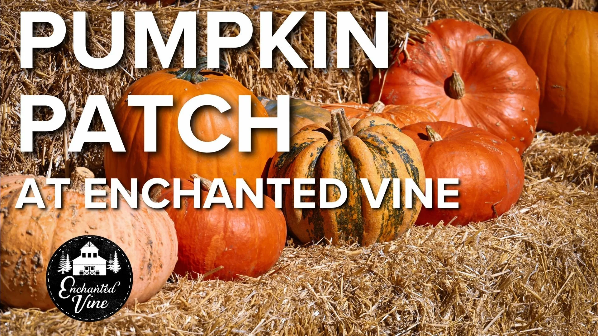 Promotional event graphic for Halloween Party at Enchanted Vine by Noisy Water Winery.