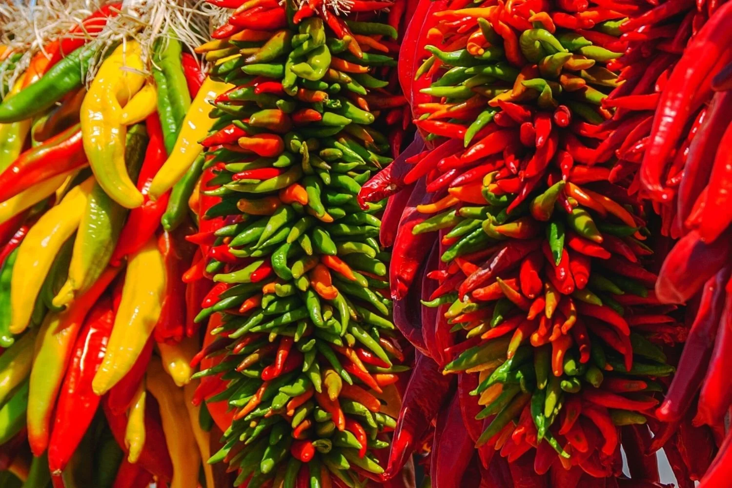 Colorful strings of red, green, and yellow New Mexico chile peppers.