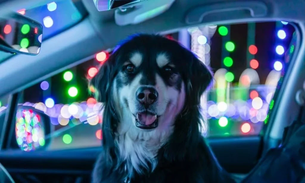 Photograph of a dog inside a car with christmas lights twinkling outside the window
