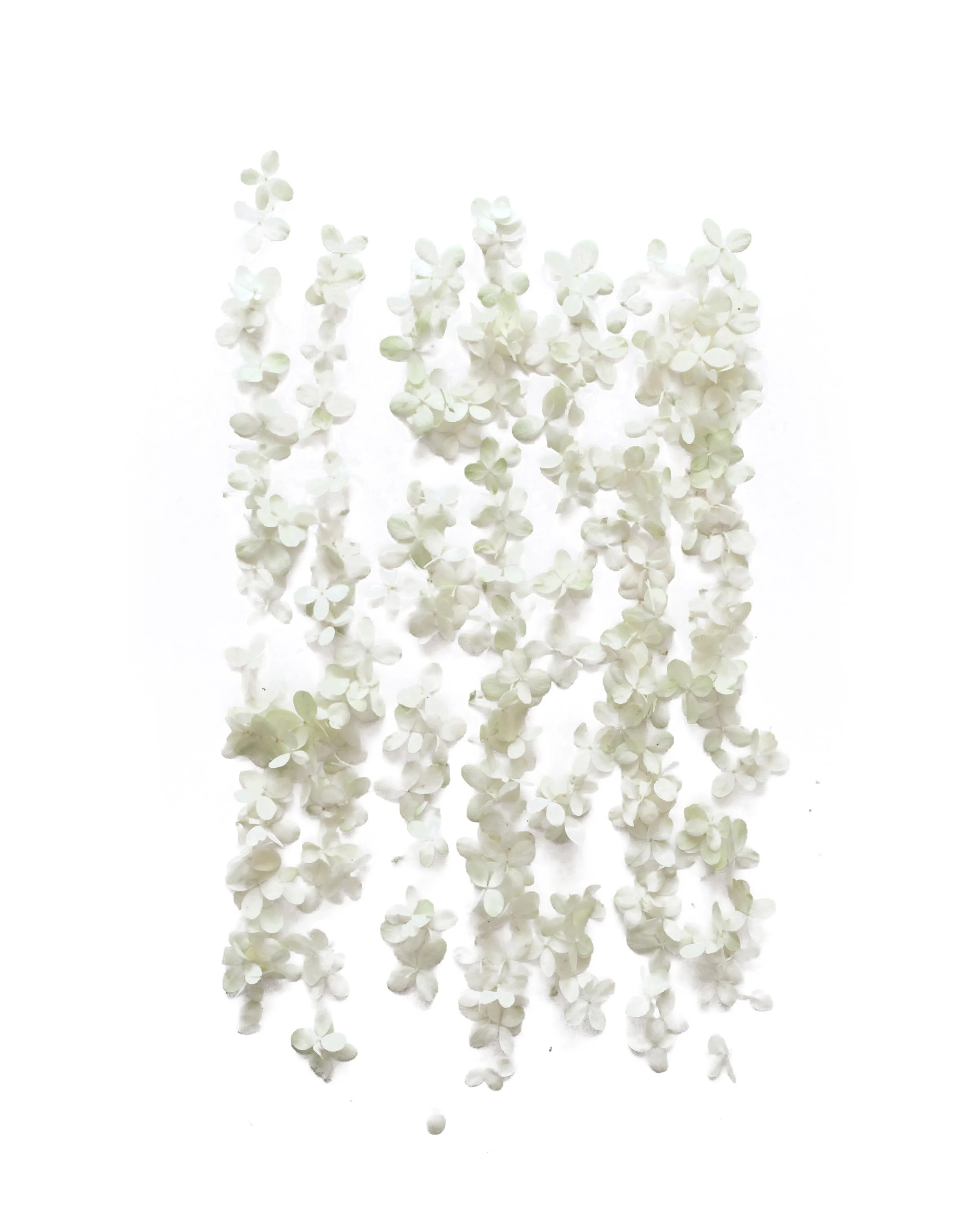 502_WhiteFlowers.jpg