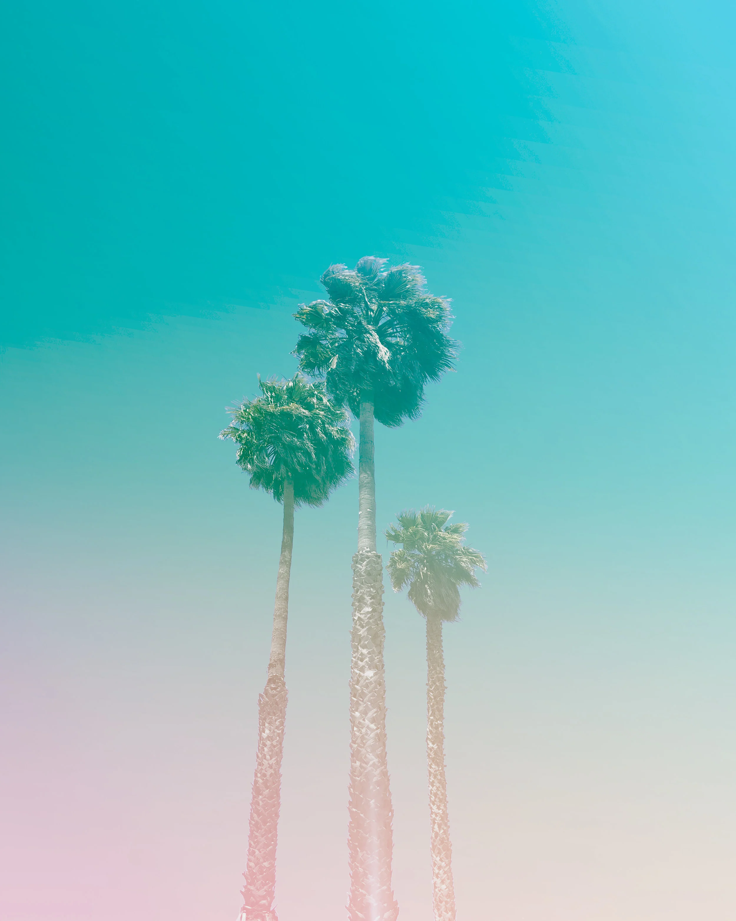 743 • Palms