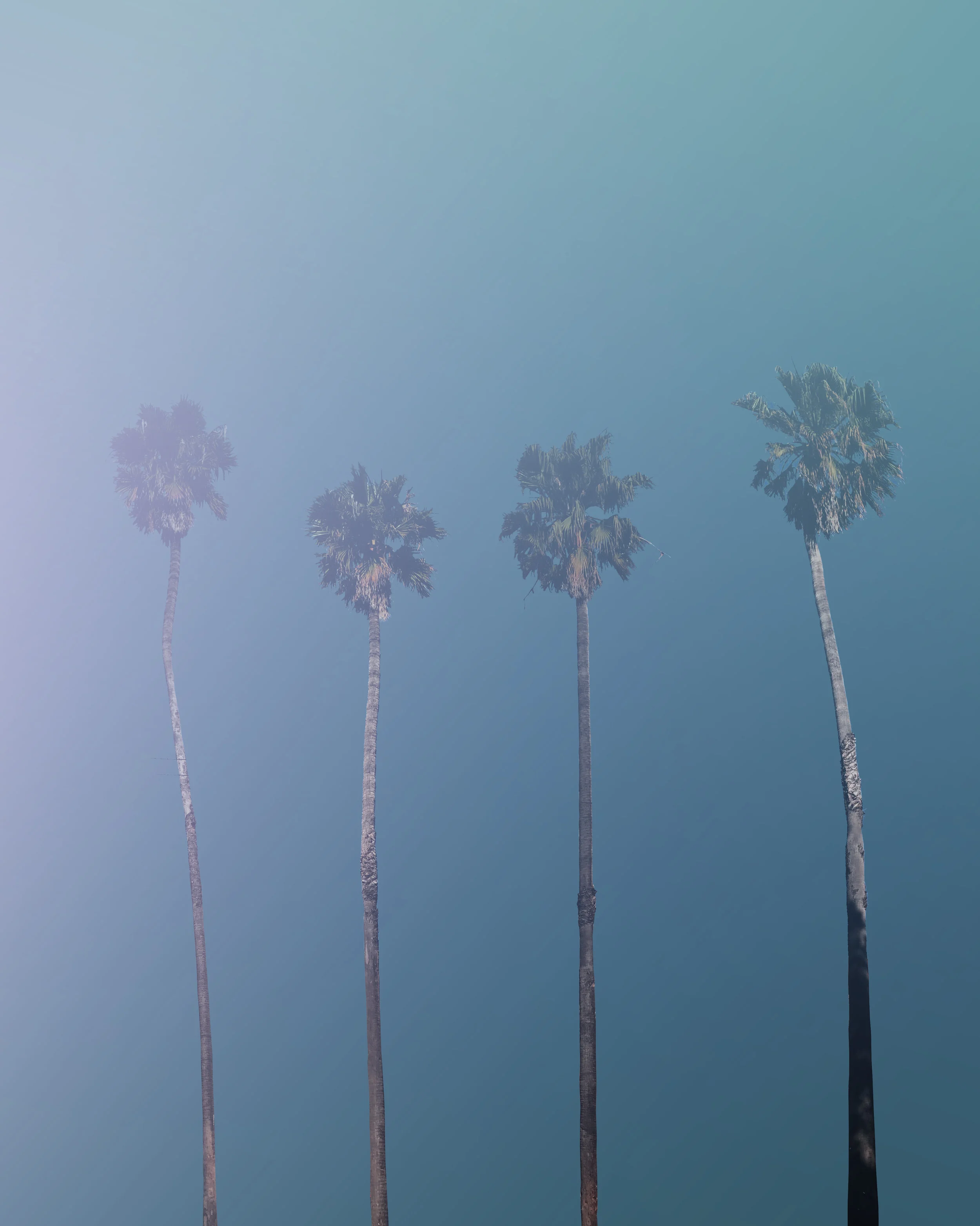 780 • Palms