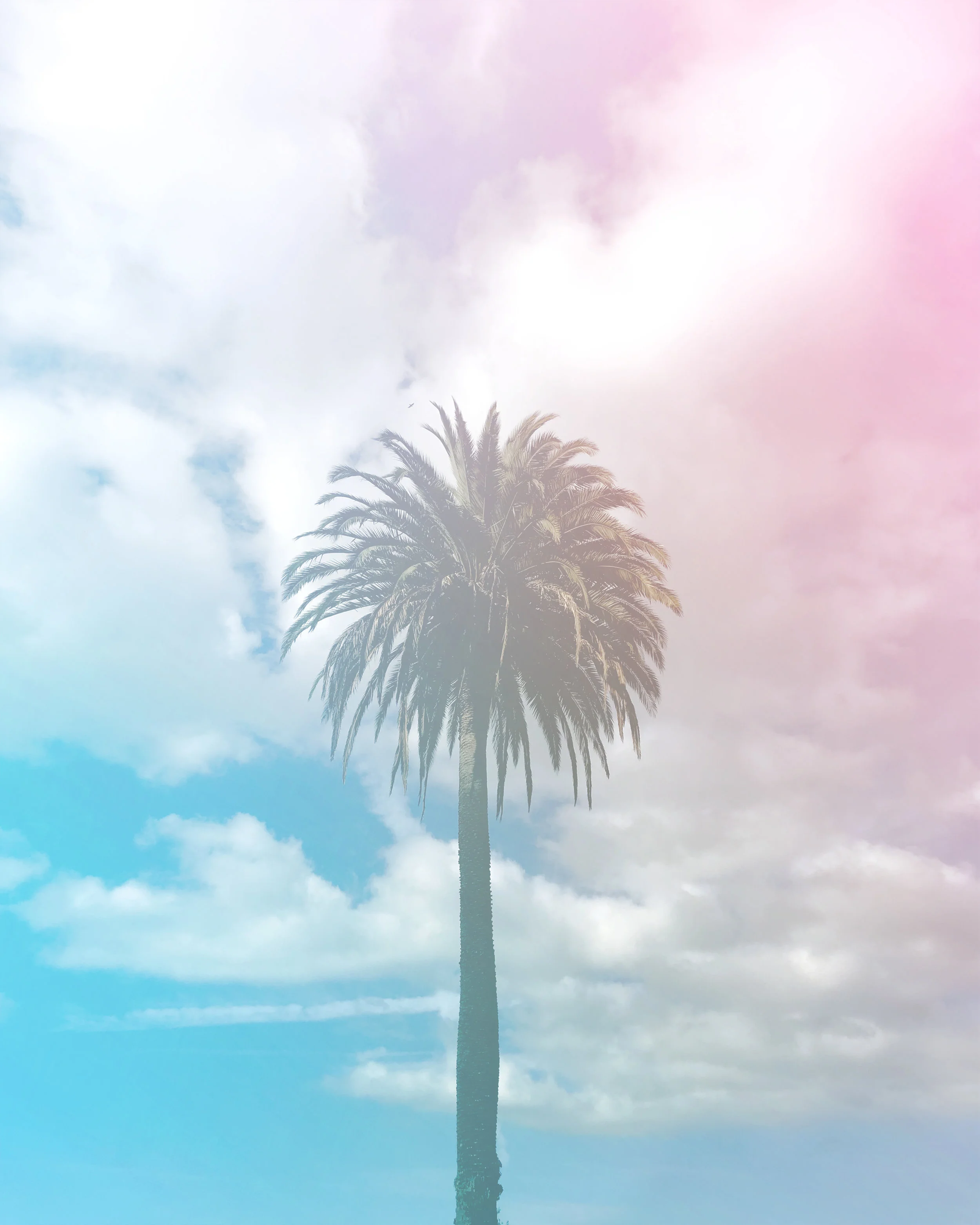 882 • Candy Palms