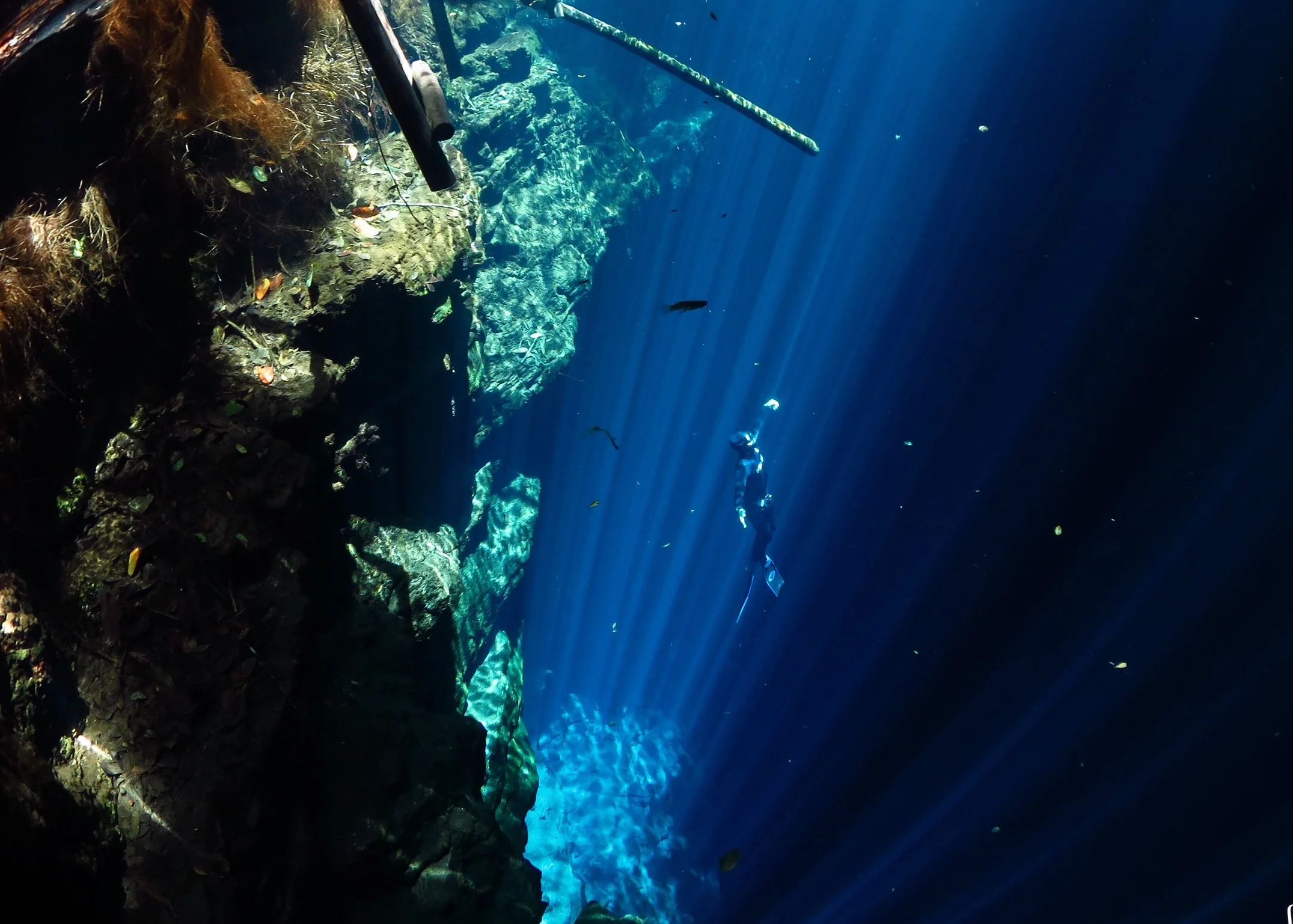 Freediving in Tulum Cenote Freediving, Tulum Cenote, Tulum Molchanovs