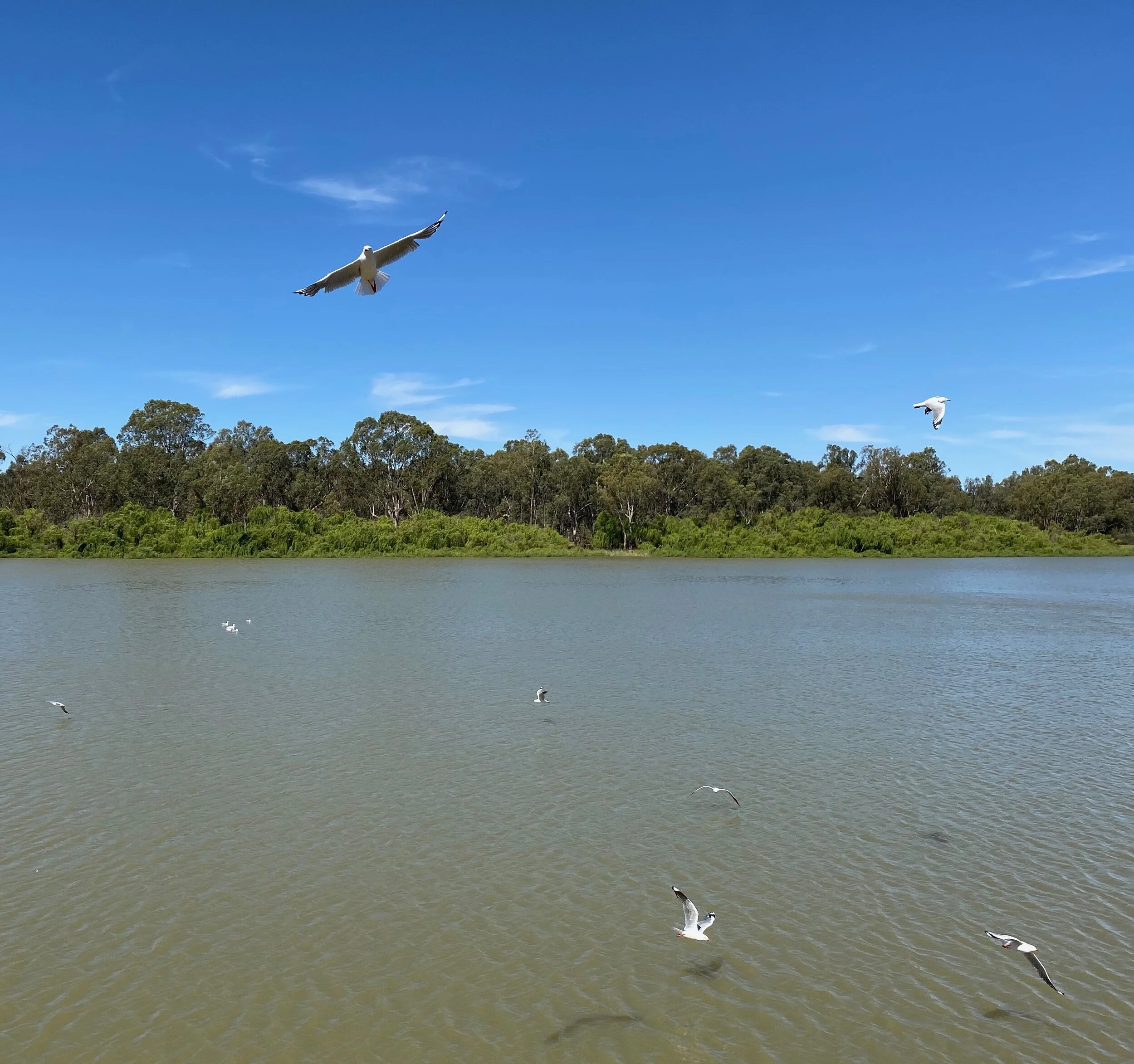 A quintessential view of the Riverland, complete with happy frolicking gulls. 