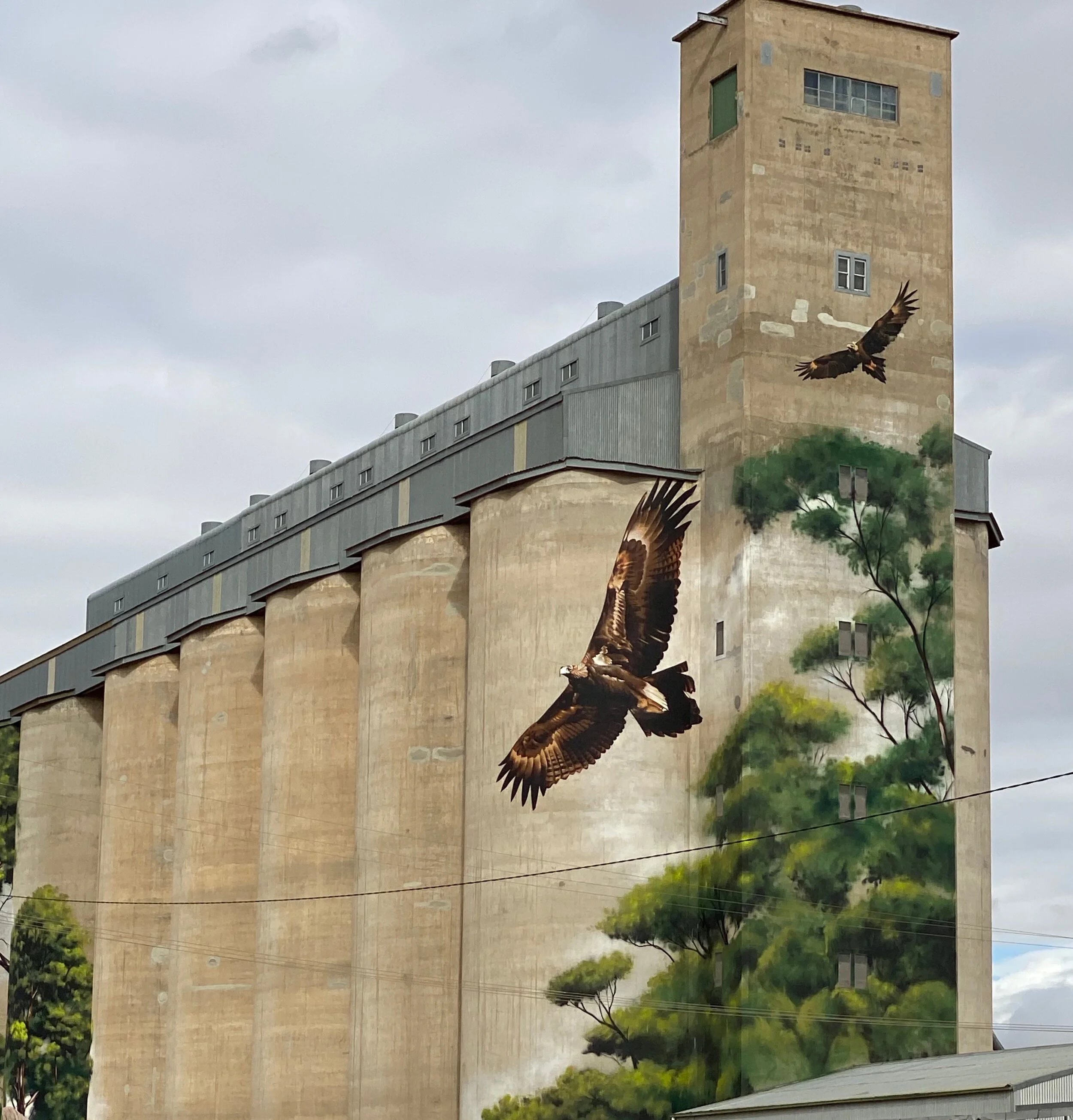  Silo art #2  Whistling Kite 