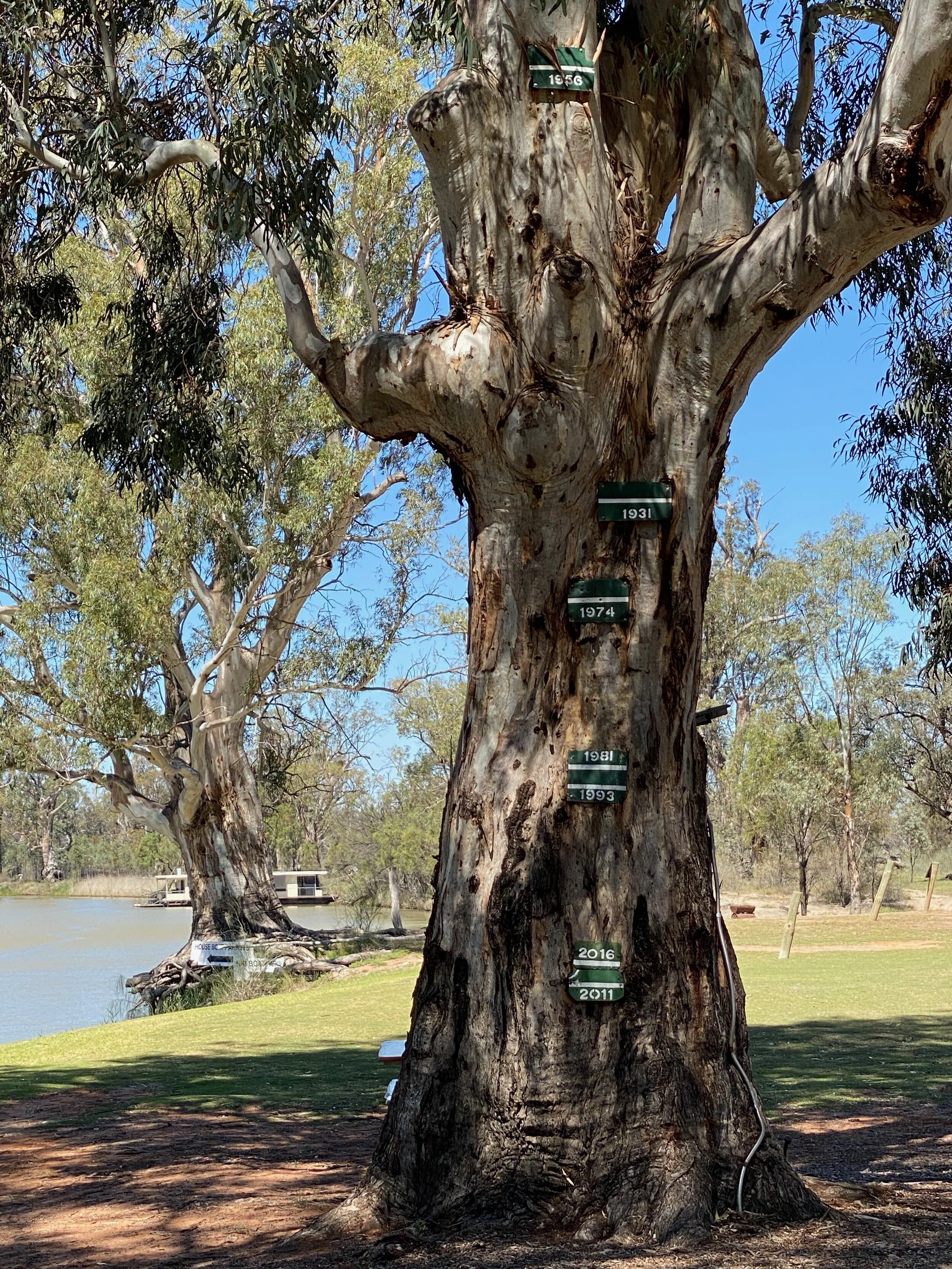  Theses magnificent trees are dotted along the river banks and some are centuries old. This one shows the various flood levels over the years. 