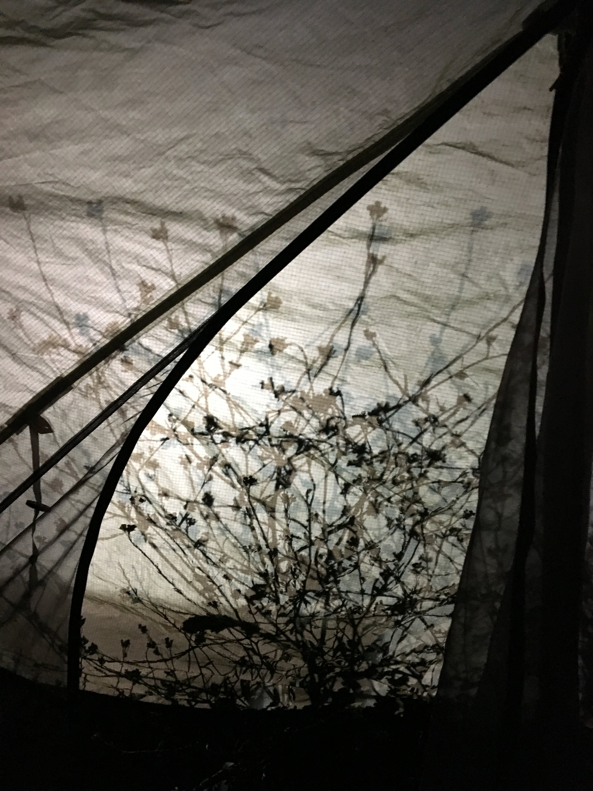 Reflections on my tent in Santa Monica