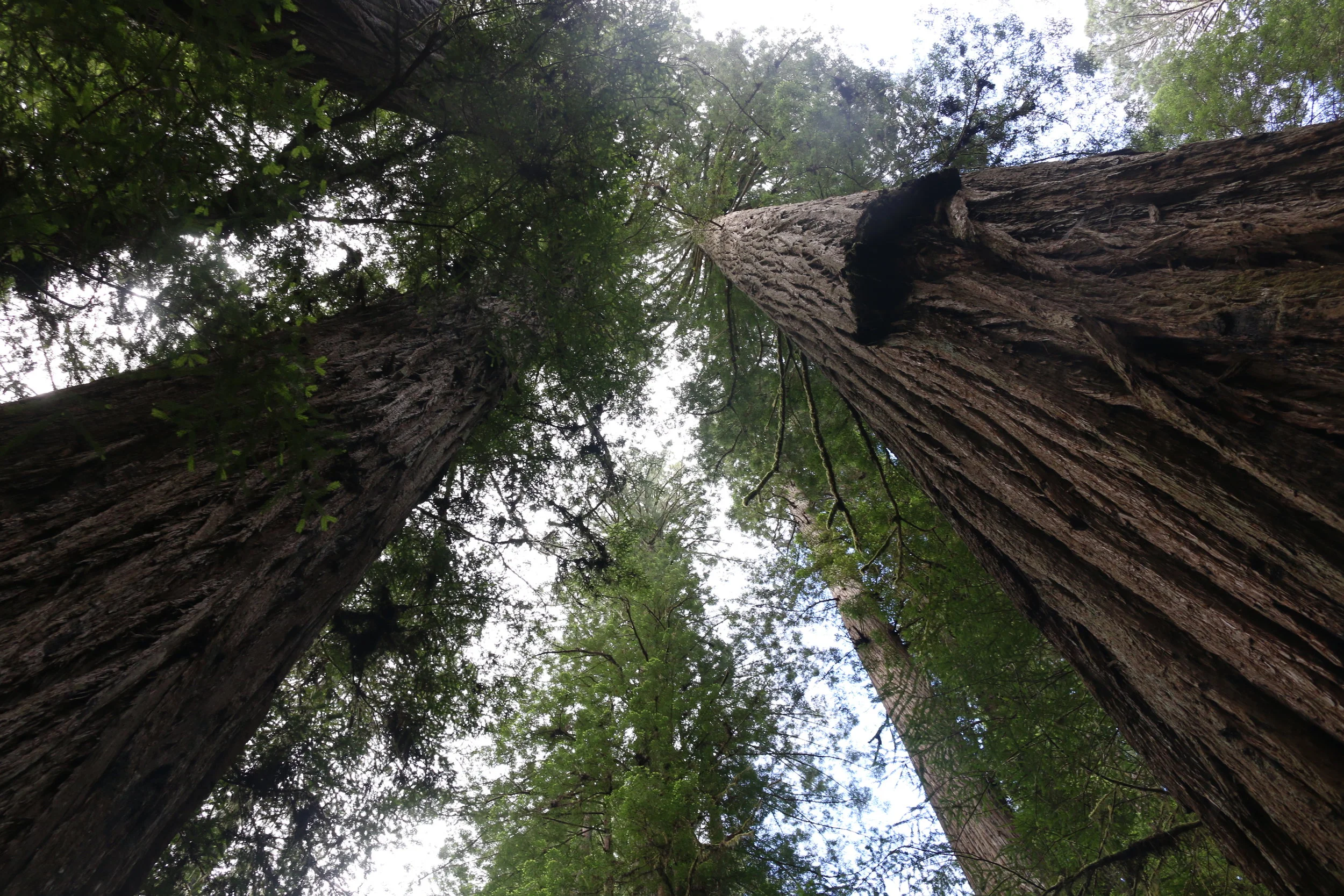 Redwood Forest