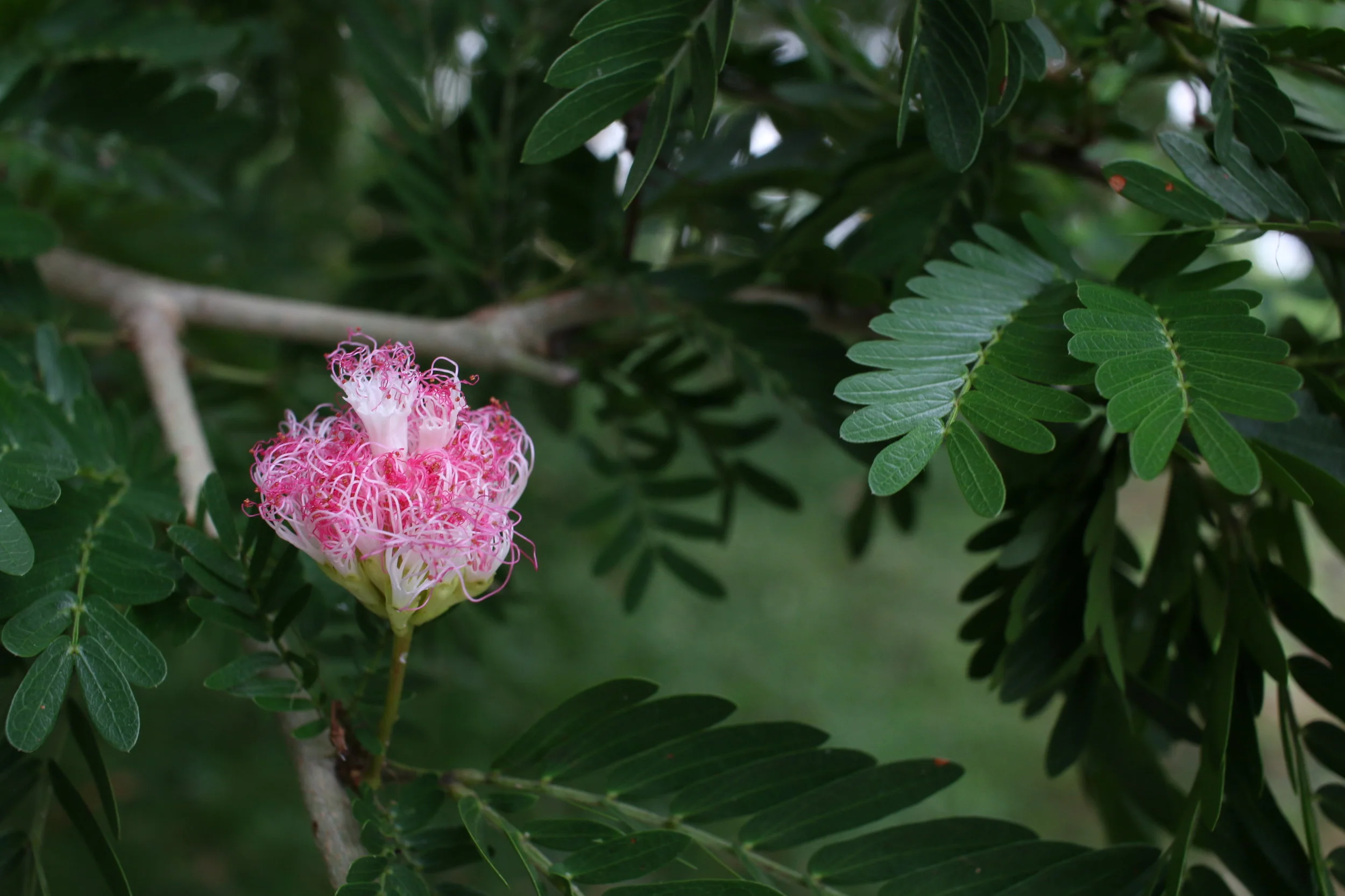 A flower like I have never seen.